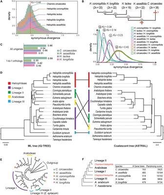 Evolution of Tandem Repeats Is Mirroring Post-polyploid Cladogenesis in Heliophila (Brassicaceae)